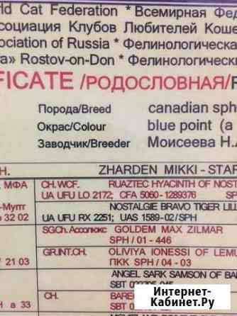 Родословная Канадский Сфинкс кот Новочеркасск