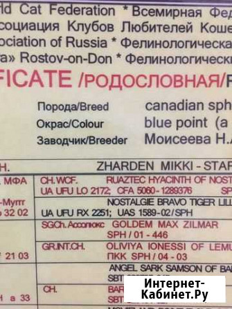 Родословная Канадский Сфинкс кот Новочеркасск - изображение 1
