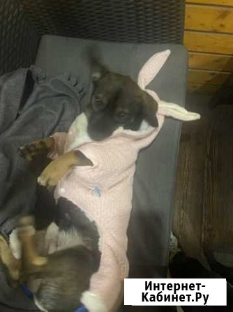 Собака Краснодар - изображение 1