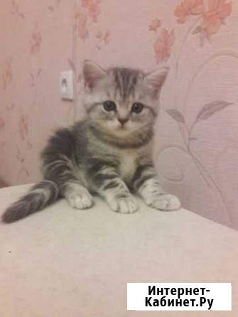 Котята Ижевск - изображение 1
