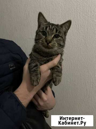 Котик в добрые руки Новороссийск - изображение 1