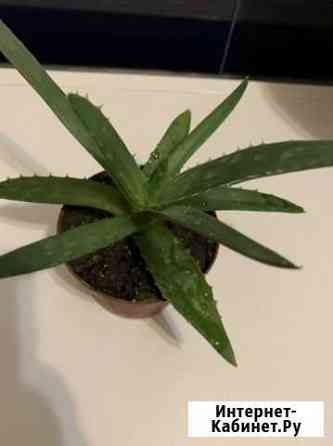 Алоэ вера Пятигорск