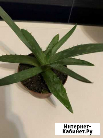 Алоэ вера Пятигорск - изображение 1