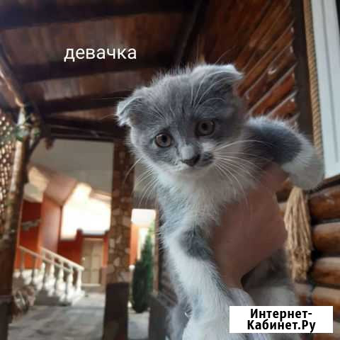 Котята в добрые руки Старые Атаги - изображение 1
