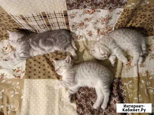 Шотландская кошка Калуга - изображение 1