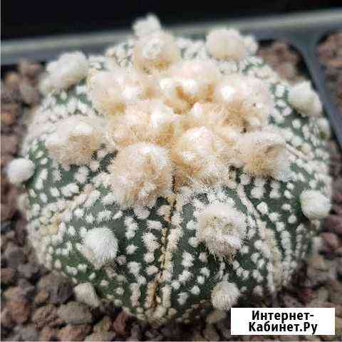 Astrophytum asterias Tuji Ooibo Kabuto Воронеж