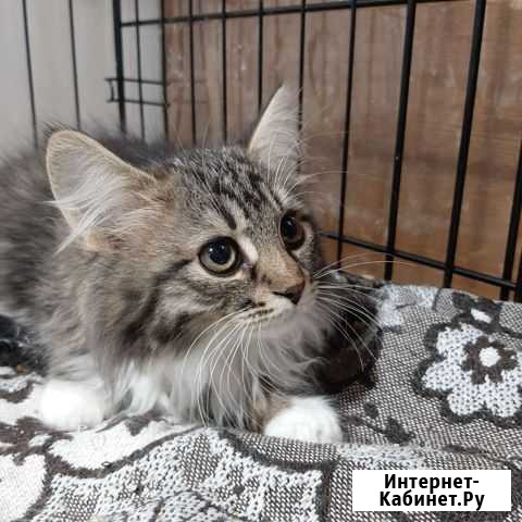 Котята в добрые руки Котельники - изображение 1