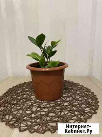 Замиокулькас Благовещенск