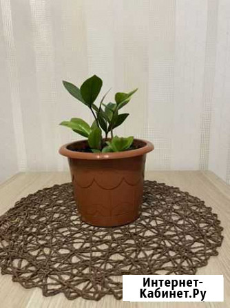 Замиокулькас Благовещенск - изображение 1