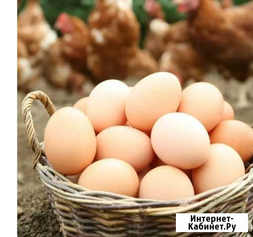 Домашние куриные яйца Чехов - изображение 1
