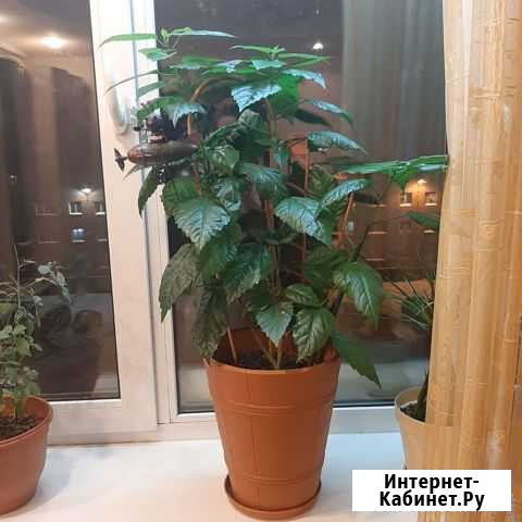 Комнатные растения Норильск - изображение 1