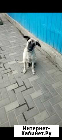 Подросток щенок мальчик Краснодар - изображение 1