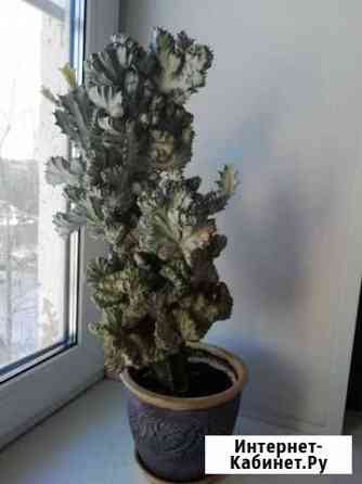 Кактус, Эуфорбия лактея Ярославль