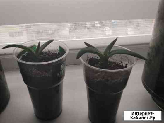 Алоэ вера Ставрополь