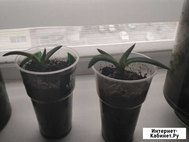 Алоэ вера Ставрополь - изображение 1