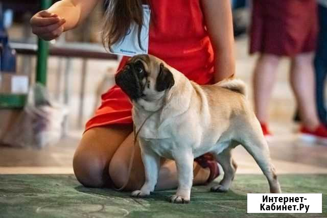 Щенки мопса чёрные Ярославль - изображение 1