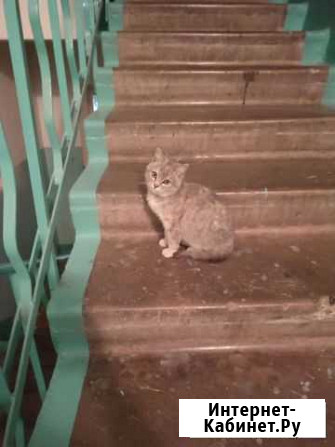 Котенок Набережные Челны - изображение 1