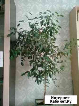 Продам фикус вместе с кашпо Воронеж