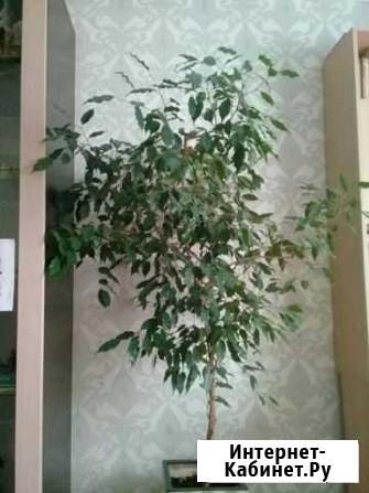 Продам фикус вместе с кашпо Воронеж - изображение 1