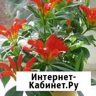 Эсхинантус и колумнея Балаково - изображение 1