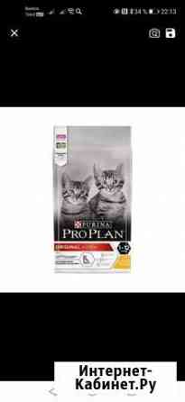 Сухой корм для котят Брянск
