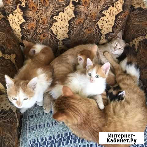 Кошка Саранск - изображение 1