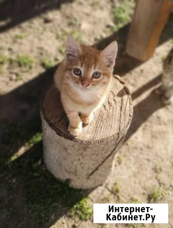 Котята Каневская - изображение 1