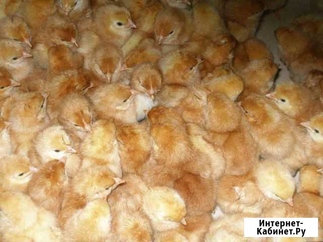 Цыплята кур несушек породы ломан браун Новый Оскол - изображение 1