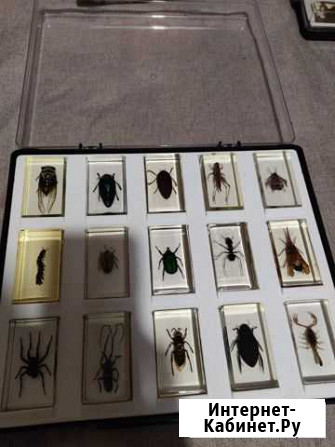 Коллекция Насекомые и их знакомые Кемерово - изображение 1