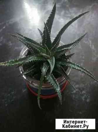 Комнатные растения Симферополь