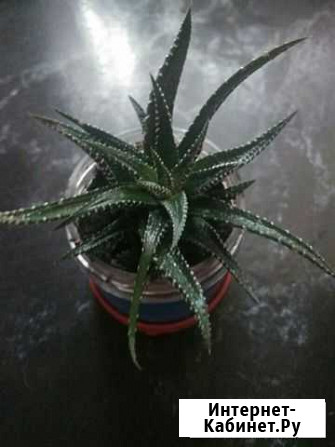 Комнатные растения Симферополь - изображение 1