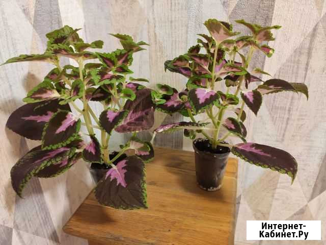 Колеус, саженцы укорененные Воронеж - изображение 1