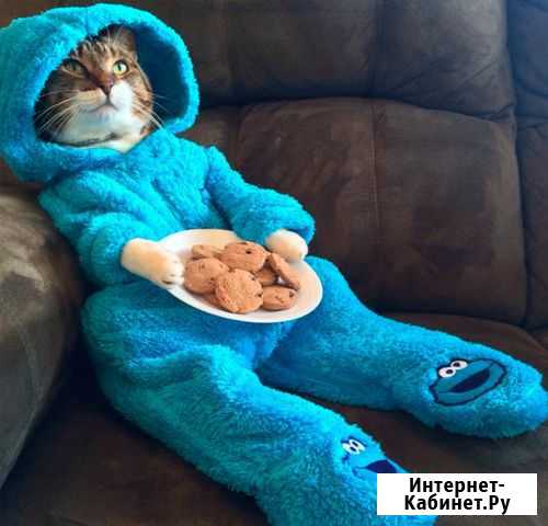 Приглашу котика Нижневартовск - изображение 1