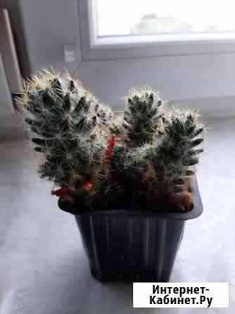 Продаю кактус Астрахань