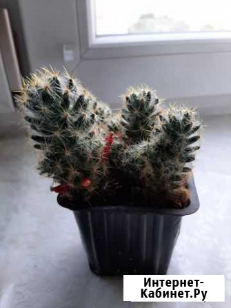 Продаю кактус Астрахань - изображение 1