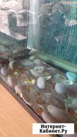 Рыба и аквариум 100л Екатеринбург