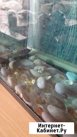 Рыба и аквариум 100л Екатеринбург - изображение 1