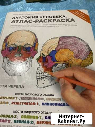 Атлас - раскраска. Анатомия человека Шахты - изображение 1
