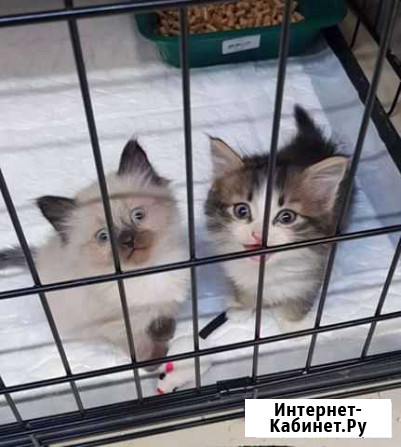 Котята отдам бесплатно Иркутск - изображение 1