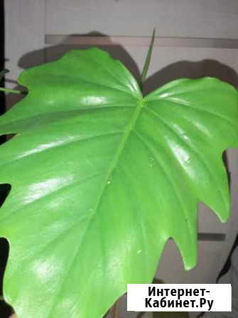 Филодендроны сортовые редкие Ароидные Ростов-на-Дону - изображение 1