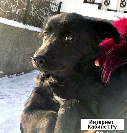Пёсик общительный, добрый Улан-Удэ - изображение 1
