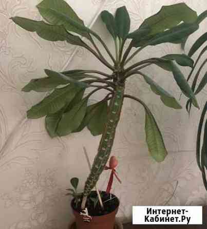 Молочай с отростками Киров