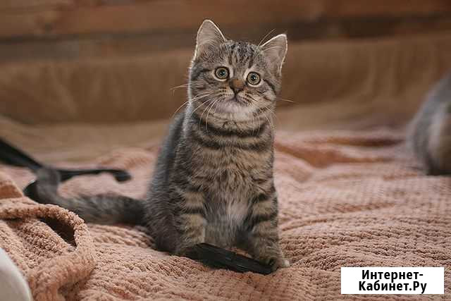 Котенок тигренок Ярославль - изображение 1