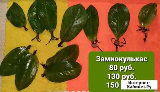 Замиокулькас долларовое дерево Ульяновск