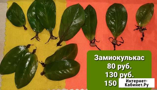 Замиокулькас долларовое дерево Ульяновск - изображение 1