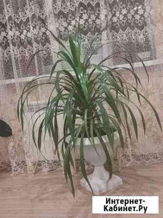 Комнатные растения цветы Астрахань