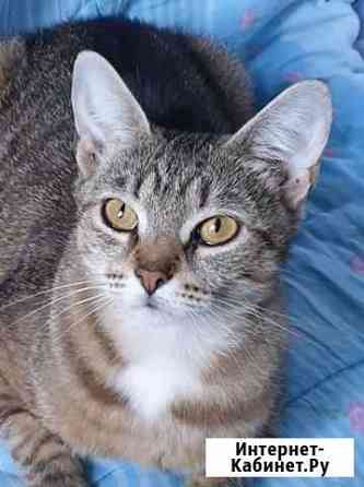 Кошечка Мира хорошему человеку на счастье Москва