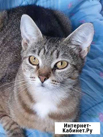 Кошечка Мира хорошему человеку на счастье Москва - изображение 1