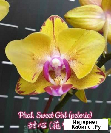 Орхидея Sweet Girl(пелорик) Мытищи - изображение 1