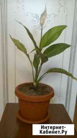 Цветок спатифиллум Севастополь